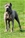 ipo3 FURFANTE RIPRODUTTORE SELEZIONATO ENCI - Triola Cane Corso